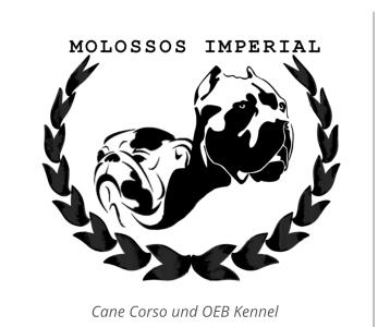 Cane Corso und OEB Kennel